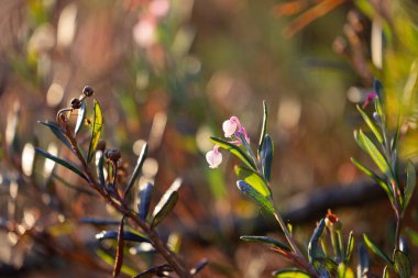 Sonbahar sabahı güzel pembe Andromeda çiçekleri. Letonya 'da bataklık. Kuzey Avrupa 'nın mevsimlik manzarası.