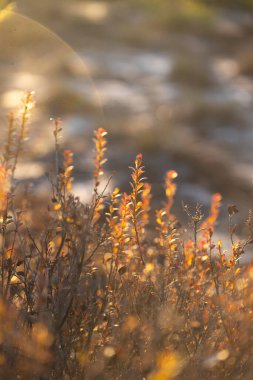 Beautiful wild blueberry plants in the frosty autumn sunrise in swamp in Latvia. Seasonal scenery of Northern Europe. clipart