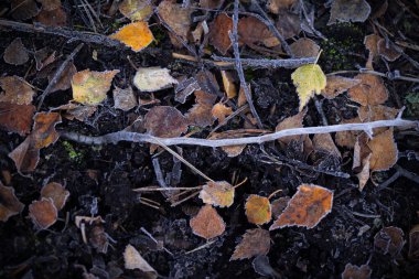 Beautiful, frosty plant remains on the swamp ground during autumn sunrise in Latvia. Seasonal scenery of Northern Europe. clipart