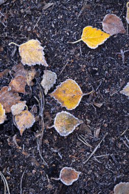 Beautiful, frosty plant remains on the swamp ground during autumn sunrise in Latvia. Seasonal scenery of Northern Europe. clipart