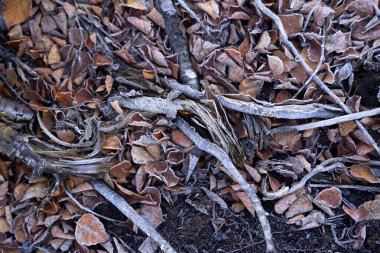 Letonya 'da sonbahar gündoğumu boyunca bataklıkta kalan güzel, soğuk bitki. Kuzey Avrupa 'nın mevsimlik manzarası.