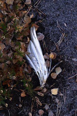 Letonya 'da sonbahar gündoğumu boyunca bataklıkta kalan güzel, soğuk bitki. Kuzey Avrupa 'nın mevsimlik manzarası.