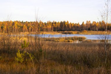 Letonya 'daki bataklık gölünün güzel sonbahar sabahı manzarası. Kuzey Avrupa 'nın mevsimlik manzarası.