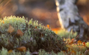 Beautiful small lichen growing in the swamp. Autumn morning scenery of wetlands in Latvia. Seasonal scenery of Northern Europe. clipart