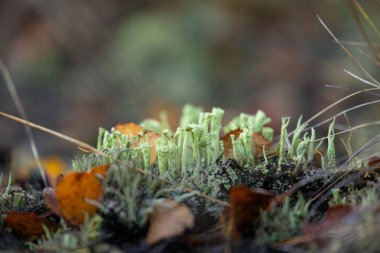 Bataklıkta yetişen güzel küçük bir liken. Letonya 'da sonbahar sabahı sulak arazi manzarası. Kuzey Avrupa 'nın mevsimlik manzarası.