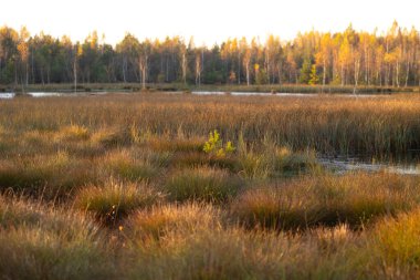 Beautiful sunny autumn landscape of swamp in Latvia. Seasonal scenery of Northern Europe. clipart