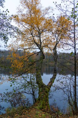 Gölde güneşli bir sonbahar manzarası ve kıyılarında renkli ağaçlar. Letonya 'da sonbahar günü. Kuzey Avrupa 'nın mevsimlik manzarası.