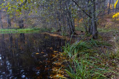 Gölde güneşli bir sonbahar manzarası ve kıyılarında renkli ağaçlar. Letonya 'da sonbahar günü. Kuzey Avrupa 'nın mevsimlik manzarası.