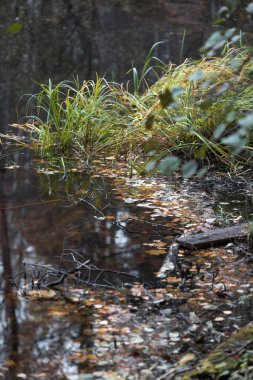 Gölde güneşli bir sonbahar manzarası ve kıyılarında renkli ağaçlar. Letonya 'da sonbahar günü. Kuzey Avrupa 'nın mevsimlik manzarası.