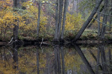 Gölde güneşli bir sonbahar manzarası ve kıyılarında renkli ağaçlar. Letonya 'da sonbahar günü. Kuzey Avrupa 'nın mevsimlik manzarası.