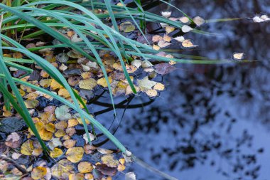 Letonya 'nın bulutlu sonbahar gününde gölde renkli sonbahar yaprakları. Kuzey Avrupa 'nın mevsimlik manzarası.