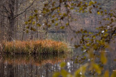 Orman Gölü kıyısında güzel bir kamış büyümesi. Letonya 'da bulutlu bir sonbahar günü. Kuzey Avrupa 'nın mevsimlik manzarası.
