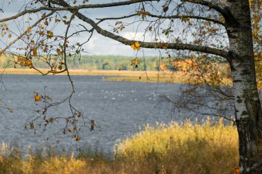 Gölün yanında yetişen güzel altın renkli huş ağaçları. Letonya göl kenarındaki güneşli sonbahar manzarası. Kuzey Avrupa 'nın mevsimlik manzarası.