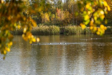 Letonya 'daki göl kenarında güneşli bir sonbahar günü manzarası. Kuzey Avrupa 'nın mevsimlik manzarası.
