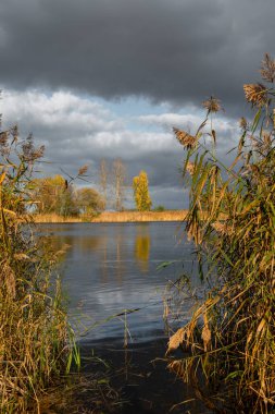 Letonya 'nın göl kıyısında yetişen kamışlarla güneşli bir sonbahar günü. Kuzey Avrupa 'nın mevsimlik manzarası.