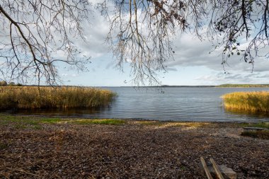 Letonya 'nın göl kıyısında yetişen kamışlarla güneşli bir sonbahar günü. Kuzey Avrupa 'nın mevsimlik manzarası.