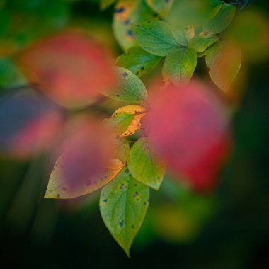 Letonya 'da gün içinde ormandaki güzel, renkli sonbahar yaprakları. Kuzey Avrupa 'nın mevsimlik manzarası.