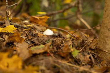 Letonya 'nın sonbahar ormanlarında yetişen güzel küçük mantarlar. Kuzey Avrupa 'nın mevsimlik manzarası.