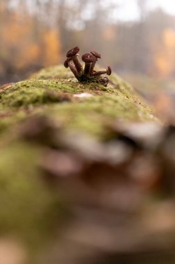 Letonya 'nın sonbahar ormanlarında yetişen güzel küçük mantarlar. Kuzey Avrupa 'nın mevsimlik manzarası.