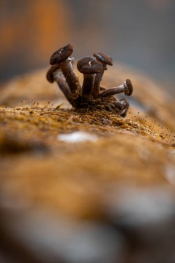 Letonya 'nın sonbahar ormanlarında yetişen güzel küçük mantarlar. Kuzey Avrupa 'nın mevsimlik manzarası.