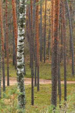 Letonya 'da bir çam ormanında güzel bulutlu bir sonbahar günü. Kuzey Avrupa 'nın mevsimlik manzarası.