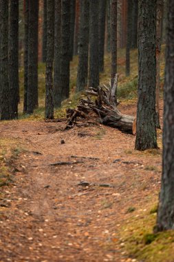 Letonya 'da bir çam ormanında güzel bulutlu bir sonbahar günü. Kuzey Avrupa 'nın mevsimlik manzarası.