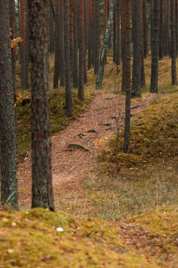 Letonya 'da bir çam ormanında güzel bulutlu bir sonbahar günü. Kuzey Avrupa 'nın mevsimlik manzarası.