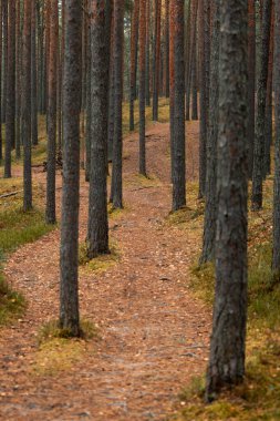 Letonya 'da bir çam ormanında güzel bulutlu bir sonbahar günü. Kuzey Avrupa 'nın mevsimlik manzarası.