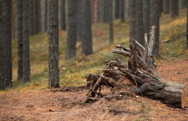 Letonya 'da bir çam ormanında güzel bulutlu bir sonbahar günü. Kuzey Avrupa 'nın mevsimlik manzarası.