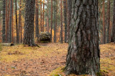 Letonya 'da bir çam ormanında güzel bulutlu bir sonbahar günü. Kuzey Avrupa 'nın mevsimlik manzarası.