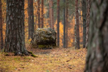 Letonya 'da bir çam ormanında güzel bulutlu bir sonbahar günü. Kuzey Avrupa 'nın mevsimlik manzarası.
