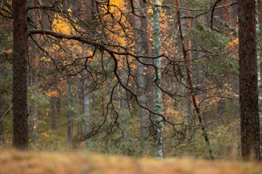 Letonya 'da bir çam ormanında güzel bulutlu bir sonbahar günü. Kuzey Avrupa 'nın mevsimlik manzarası.