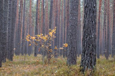 Letonya 'nın sonbahar çam ormanlarında yetişen güzel altın huş ağacı. Kuzey Avrupa 'nın mevsimlik manzarası.