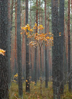 Letonya 'nın sonbahar çam ormanlarında yetişen güzel altın huş ağacı. Kuzey Avrupa 'nın mevsimlik manzarası.