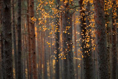 Letonya 'nın sonbahar çam ormanlarında yetişen güzel altın huş ağacı. Kuzey Avrupa 'nın mevsimlik manzarası.