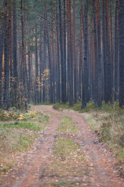 Letonya 'da sonbaharda küçük yolu olan güzel bir çam ormanı. Kuzey Avrupa 'nın mevsimlik manzarası.