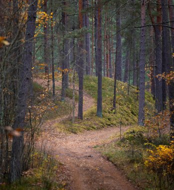 Letonya 'da sonbaharda küçük yolu olan güzel bir çam ormanı. Kuzey Avrupa 'nın mevsimlik manzarası.