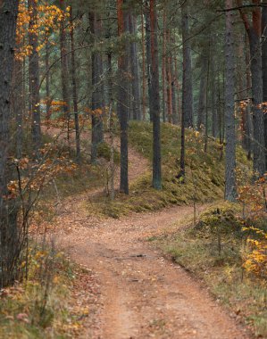 Letonya 'da sonbaharda küçük yolu olan güzel bir çam ormanı. Kuzey Avrupa 'nın mevsimlik manzarası.