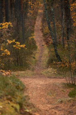 Letonya 'da sonbaharda küçük yolu olan güzel bir çam ormanı. Kuzey Avrupa 'nın mevsimlik manzarası.