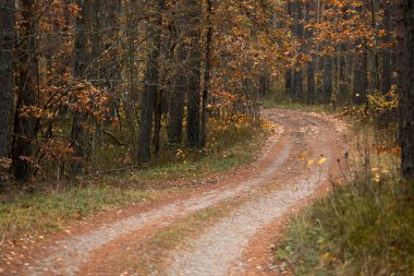 Letonya 'da sonbaharda küçük yolu olan güzel bir çam ormanı. Kuzey Avrupa 'nın mevsimlik manzarası.