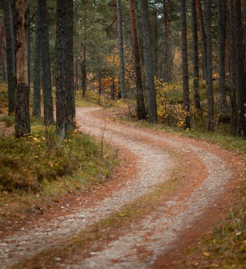 Letonya 'da sonbaharda küçük yolu olan güzel bir çam ormanı. Kuzey Avrupa 'nın mevsimlik manzarası.