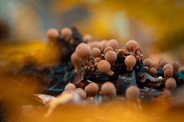 Letonya 'nın sonbahar ormanlarında yetişen güzel kahverengi tütsülenmiş mantarlar. Lycoperdon cevheri doğal ortamda. Kuzey Avrupa 'nın mevsimlik manzarası.