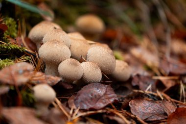 Letonya 'nın sonbahar ormanlarında yetişen güzel kahverengi tütsülenmiş mantarlar. Lycoperdon cevheri doğal ortamda. Kuzey Avrupa 'nın mevsimlik manzarası.