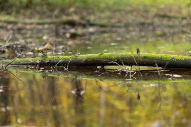 Letonya 'daki bozulmuş orman teritorisinde güneşli bir sonbahar günü. Kuzey Avrupa 'nın mevsimlik manzarası.