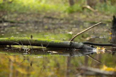 Letonya 'daki bozulmuş orman teritorisinde güneşli bir sonbahar günü. Kuzey Avrupa 'nın mevsimlik manzarası.