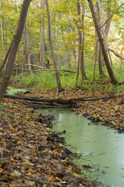 Letonya 'daki bozulmuş orman teritorisinde güneşli bir sonbahar günü. Kuzey Avrupa 'nın mevsimlik manzarası.