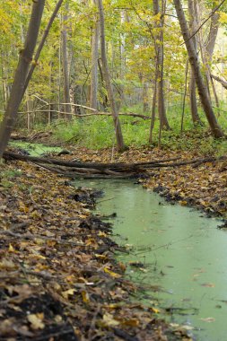 Letonya 'daki bozulmuş orman teritorisinde güneşli bir sonbahar günü. Kuzey Avrupa 'nın mevsimlik manzarası.