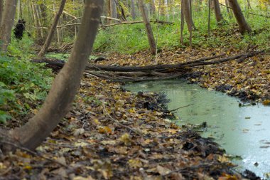Letonya 'daki bozulmuş orman teritorisinde güneşli bir sonbahar günü. Kuzey Avrupa 'nın mevsimlik manzarası.