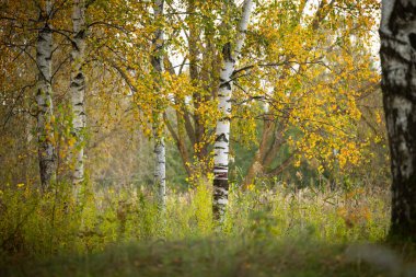 Letonya 'da huş ağacı olan güzel güneşli sonbahar manzarası. Kuzey Avrupa 'nın mevsimlik manzarası.