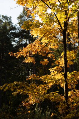 Letonya 'da akçaağaç ağaçları olan güzel güneşli sonbahar manzarası. Kuzey Avrupa 'nın mevsimlik manzarası.